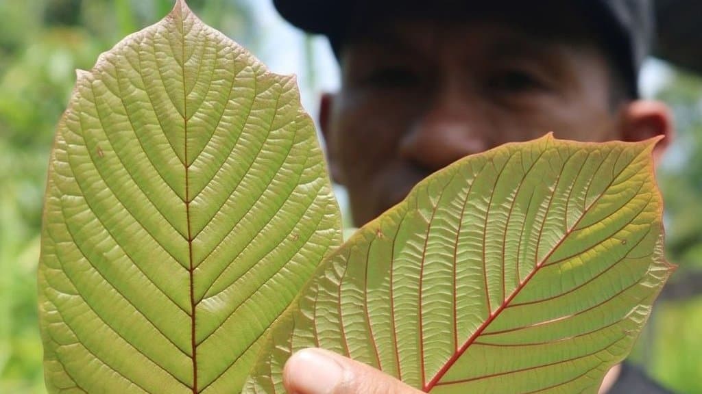 Your Guide to Reliable Kratom Tea Delivery Chiang Mai