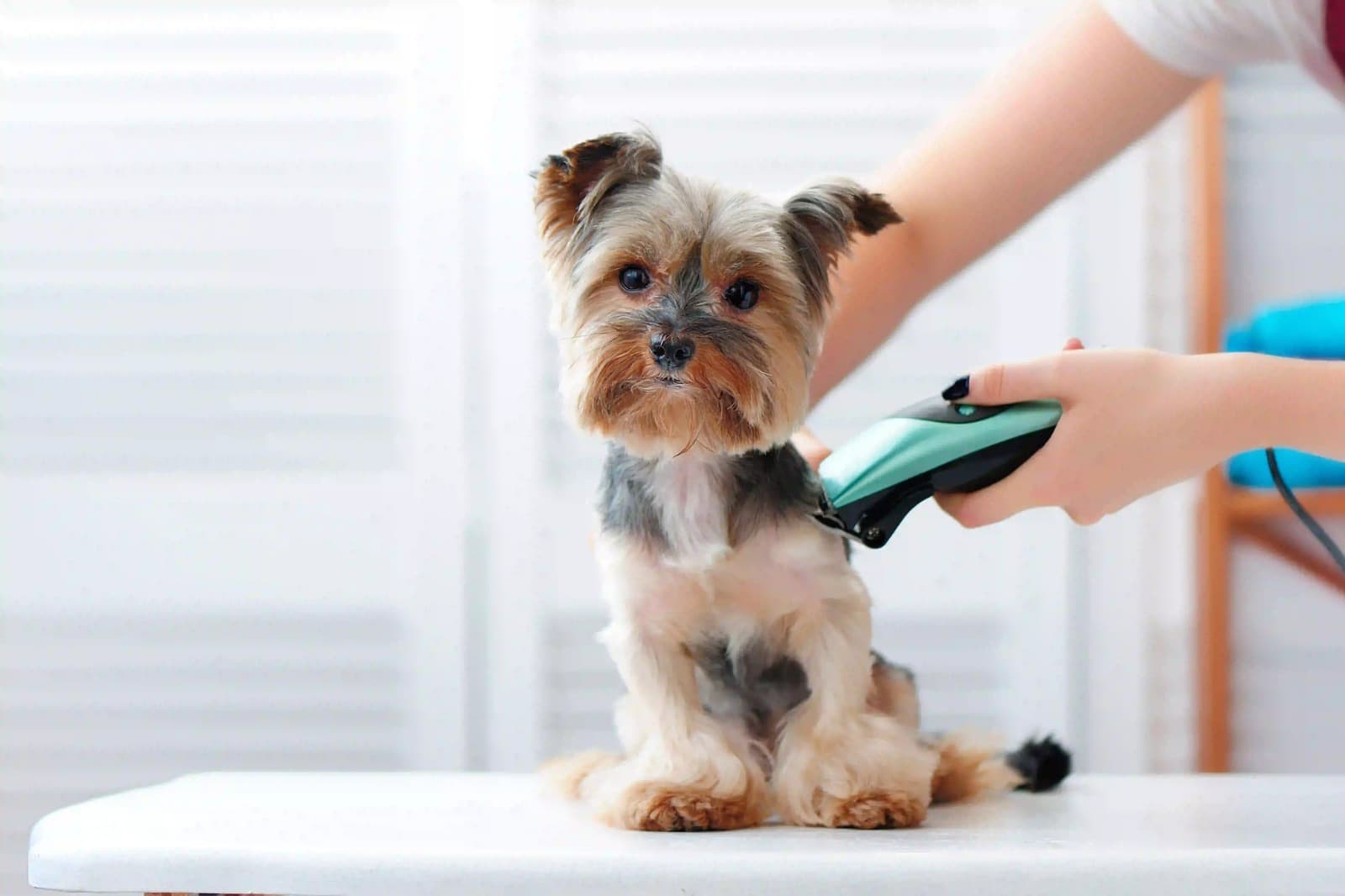 Vet Home Certs: Fast and Affordable Pet Certificates for Every Owner