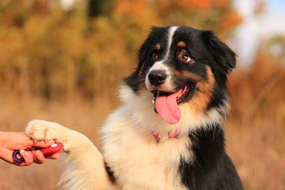 Mastering Dogs with a Canine Whisperer