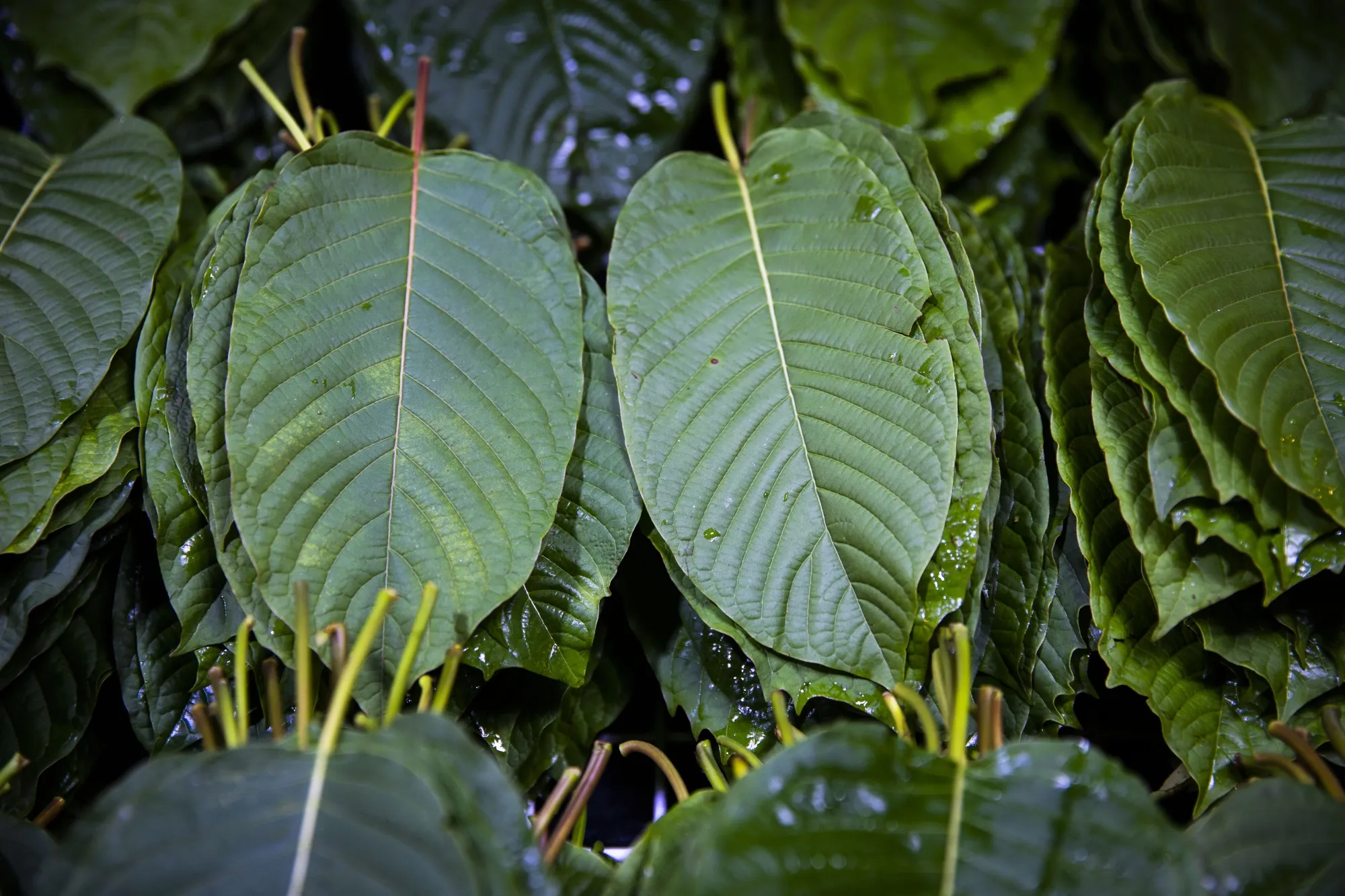 Find the Best Kratom Tea in Chiang Mai at Popup CNX
