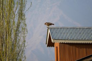 pexels-imadclicks-31417138