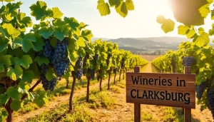 Experience the beauty of wineries in Clarksburg with scenic vineyard views and lush grapes.